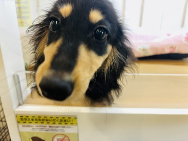 ミニチュアダックス