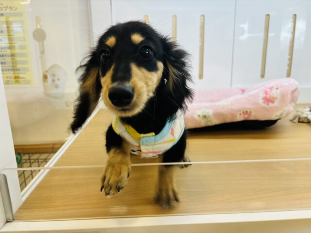 ミニチュアダックス