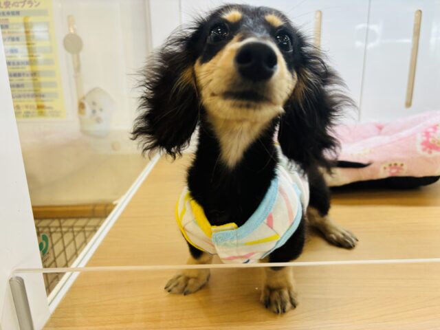 ミニチュアダックス