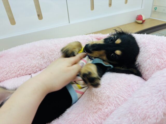 ミニチュアダックス