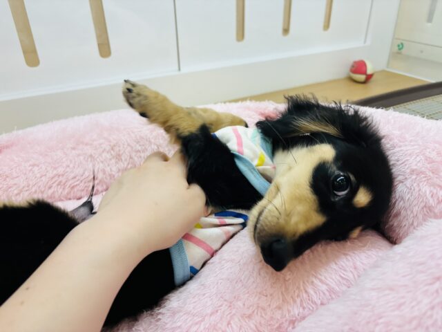 ミニチュアダックス
