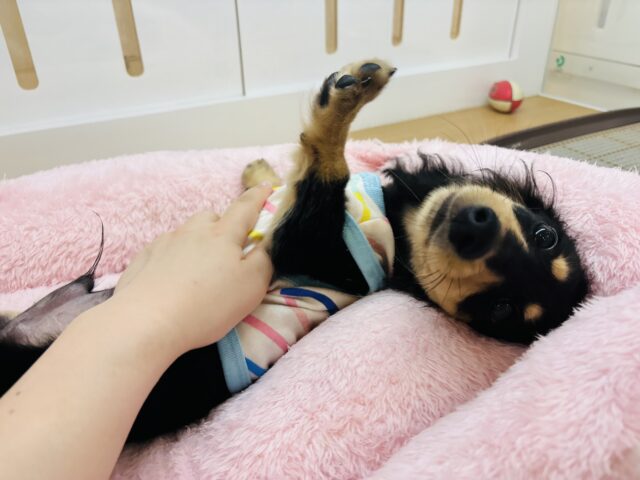 ミニチュアダックス