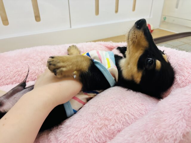 ミニチュアダックス