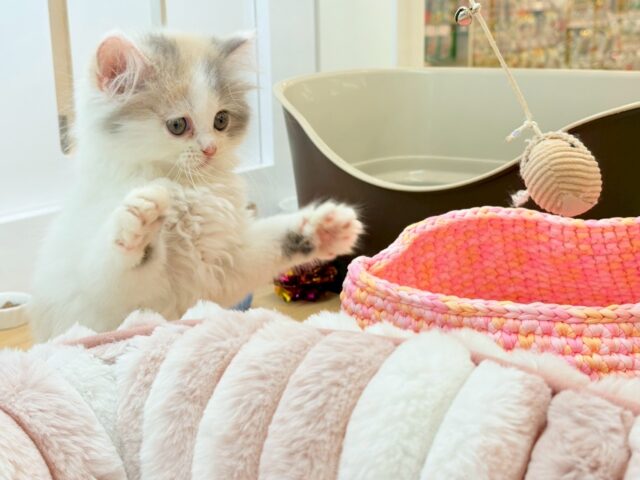 スコティッシュフォールド