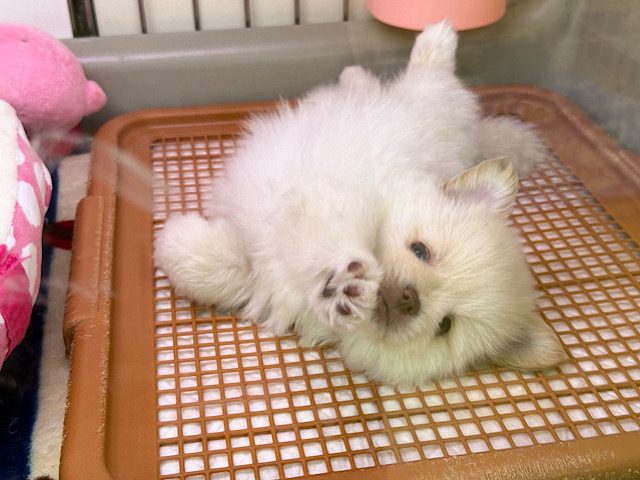 ポメペキ（ペキポメ）