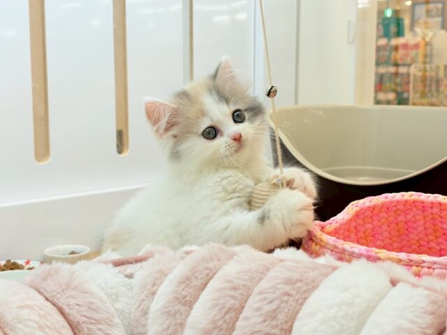 スコティッシュフォールド