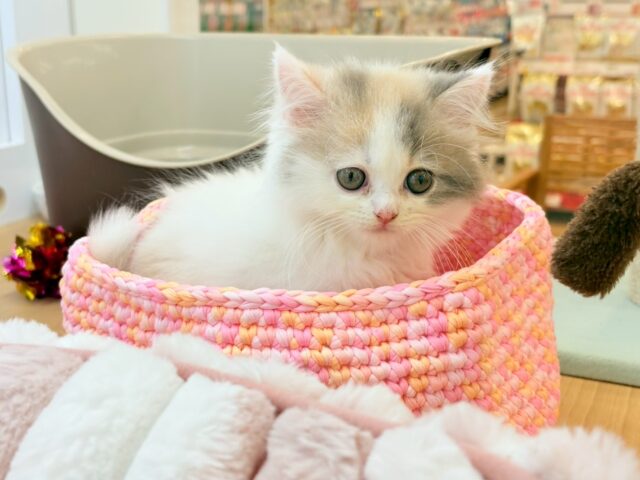 スコティッシュフォールド