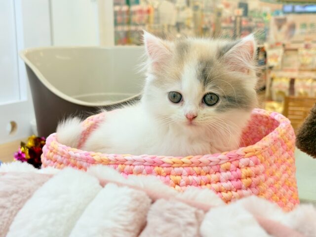 スコティッシュフォールド