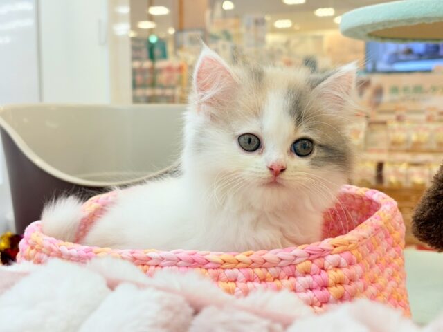 スコティッシュフォールド