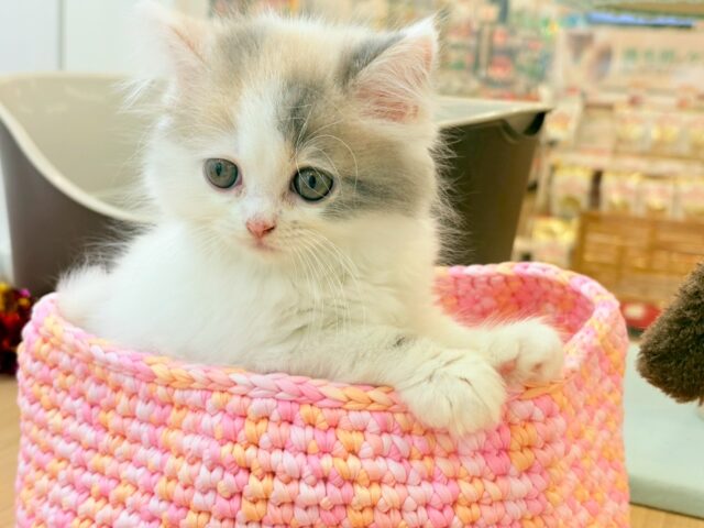 スコティッシュフォールド