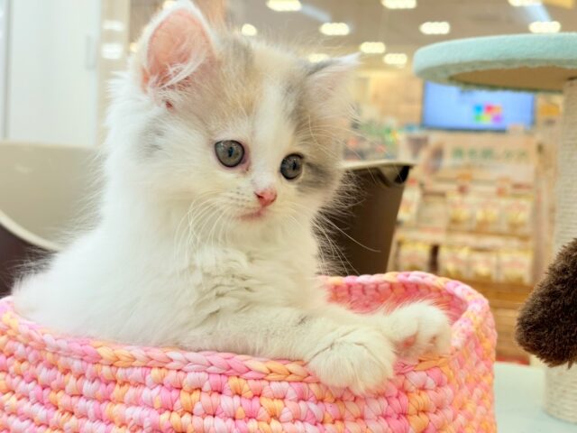 スコティッシュフォールド