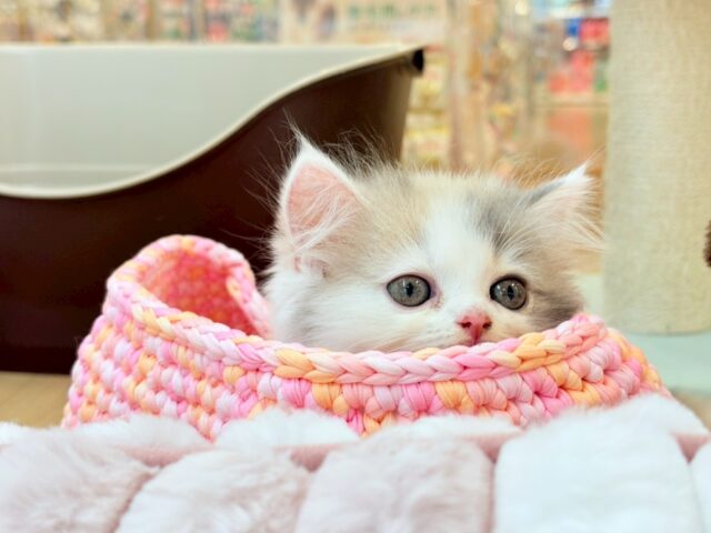 スコティッシュフォールド