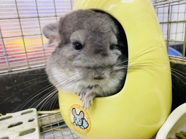 チンチラ