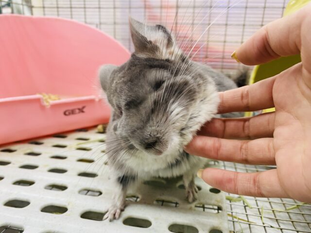 チンチラ