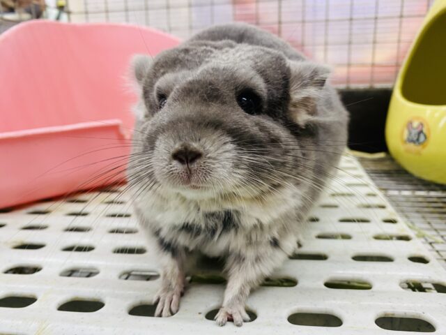 最新画像有ります⭐️まん丸おめめがキュートな子っ❣️チンチラのバイオレット！！