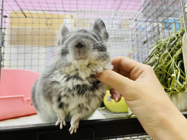 チンチラ