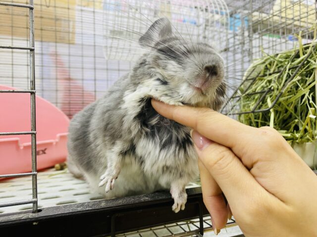 チンチラ