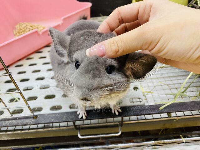 チンチラ