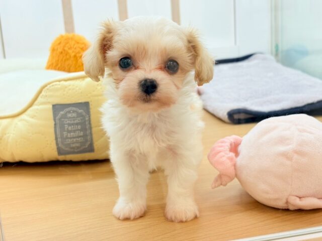 ミックス犬（ハーフ犬）