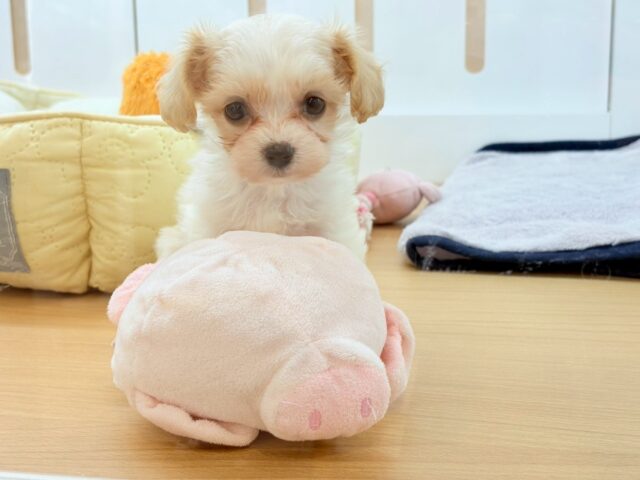 ミックス犬（ハーフ犬）