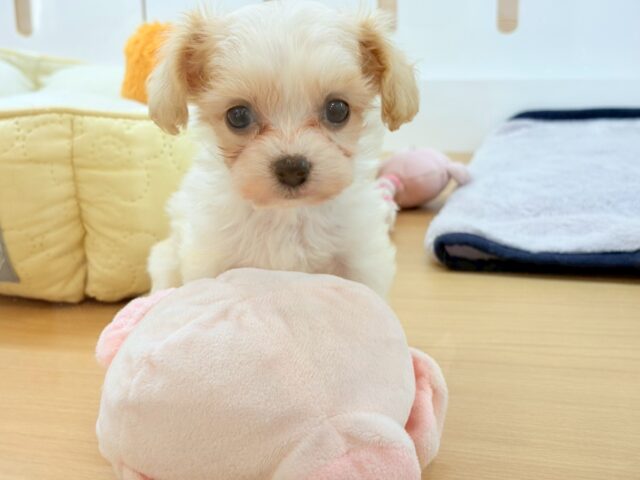 ミックス犬（ハーフ犬）