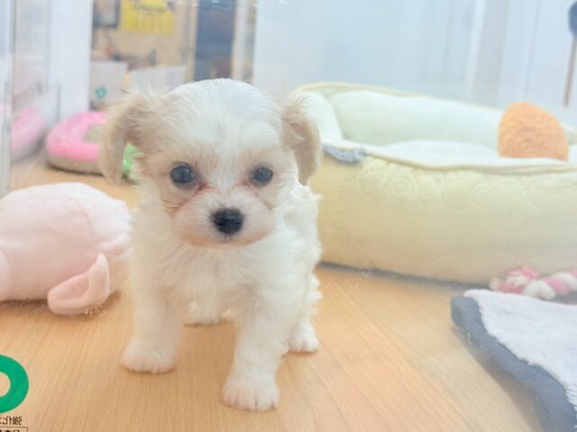 ミックス犬（ハーフ犬）