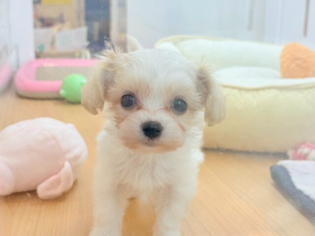 ミックス犬（ハーフ犬）