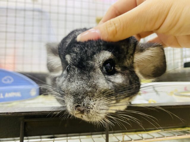 チンチラ