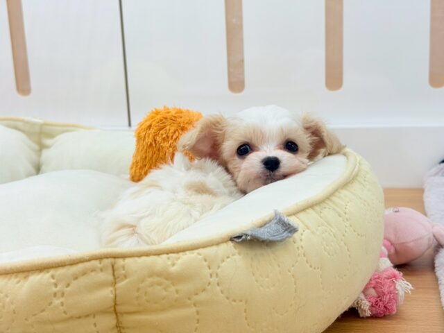 ミックス犬（ハーフ犬）