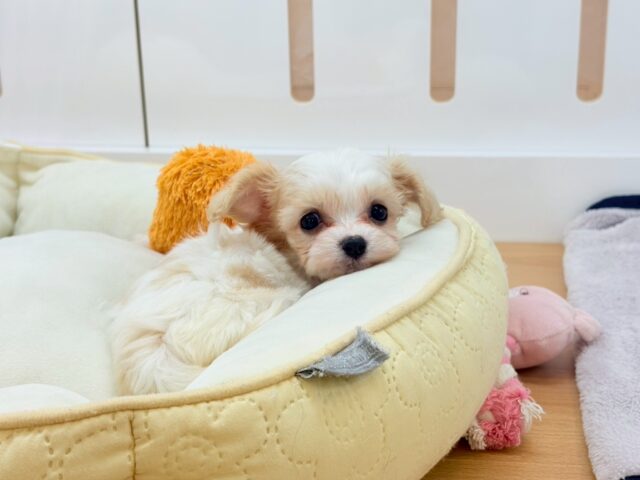 ミックス犬（ハーフ犬）