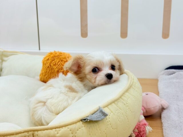 ミックス犬（ハーフ犬）