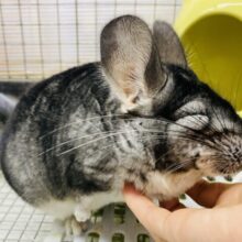 最新画像有ります‼️もっふもふなまん丸キューティーちゃん❤️チンチラのグレー！！