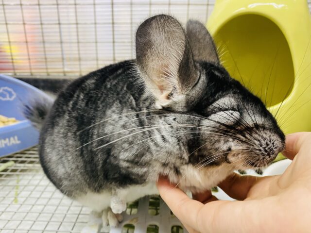 最新画像有ります‼️もっふもふなまん丸キューティーちゃん❤️チンチラのグレー！！