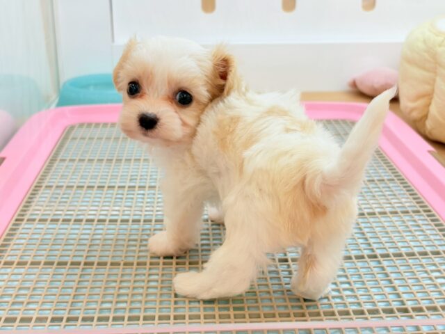 ミックス犬（ハーフ犬）