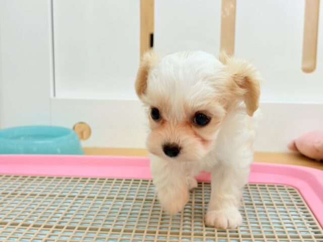 ミックス犬（ハーフ犬）