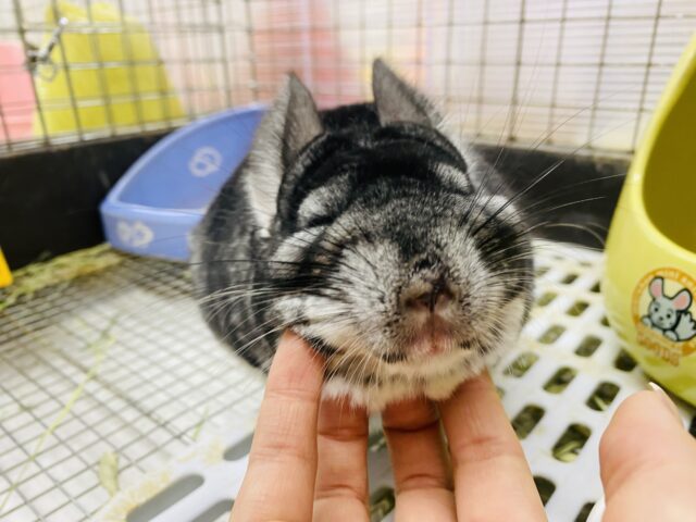 チンチラ