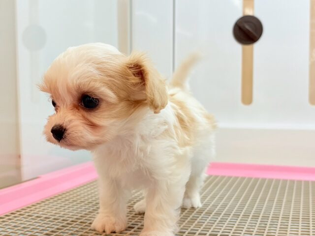 ミックス犬（ハーフ犬）