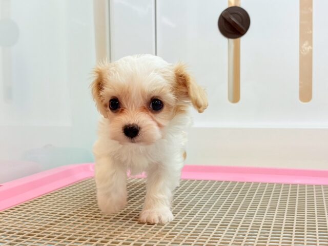 ミックス犬（ハーフ犬）