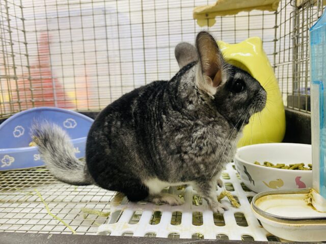 チンチラ