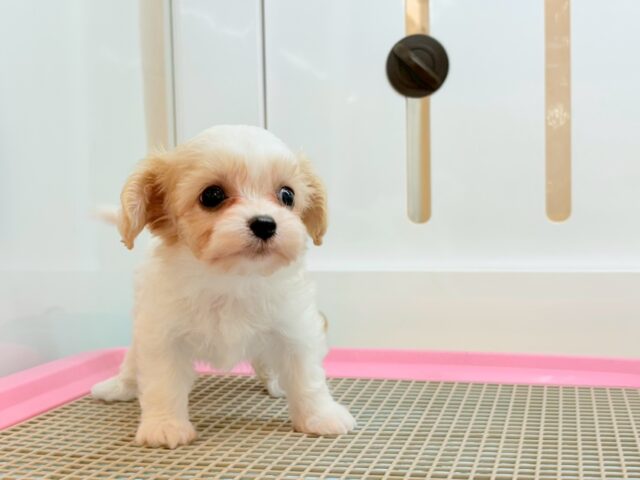 ミックス犬（ハーフ犬）