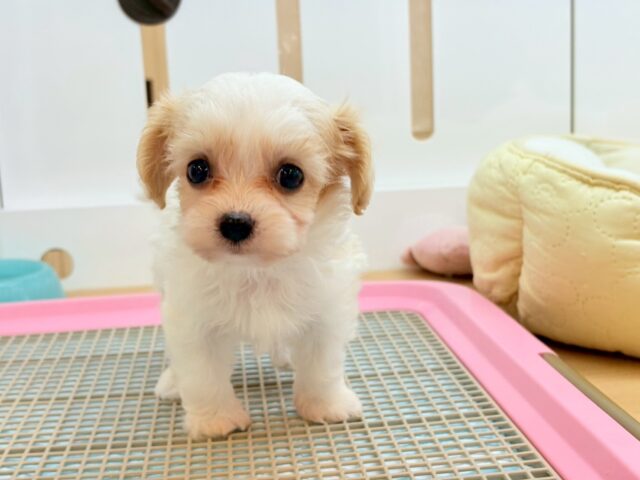 ミックス犬（ハーフ犬）