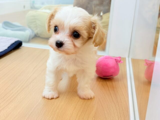 ミックス犬（ハーフ犬）