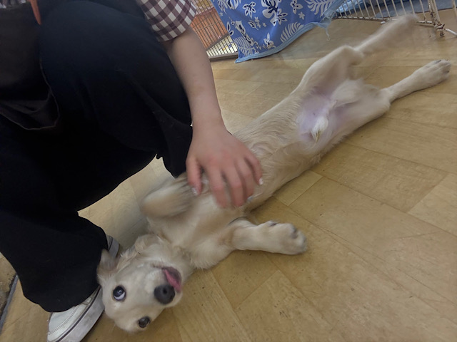 ミニチュアダックス