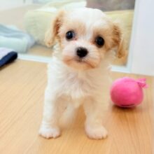 メッロメロにしちゃうぞぉ〜♡♡ミックス犬ちゃん(キャバリア×ビションフリーゼ)
