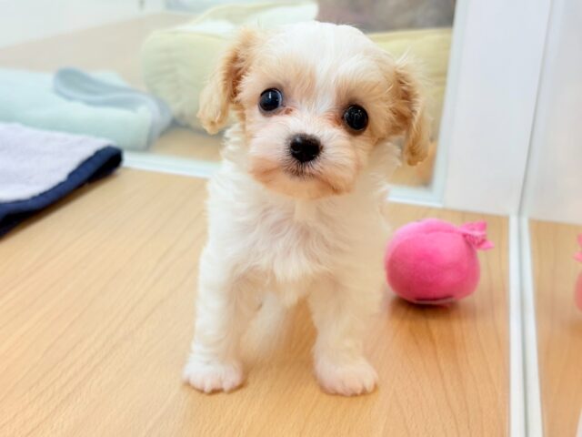 メッロメロにしちゃうぞぉ〜♡♡ミックス犬ちゃん(キャバリア×ビションフリーゼ)
