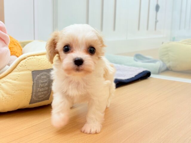 ミックス犬（ハーフ犬）