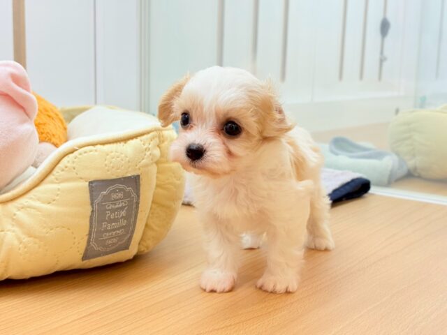 ミックス犬（ハーフ犬）