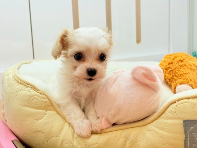 ミックス犬（ハーフ犬）