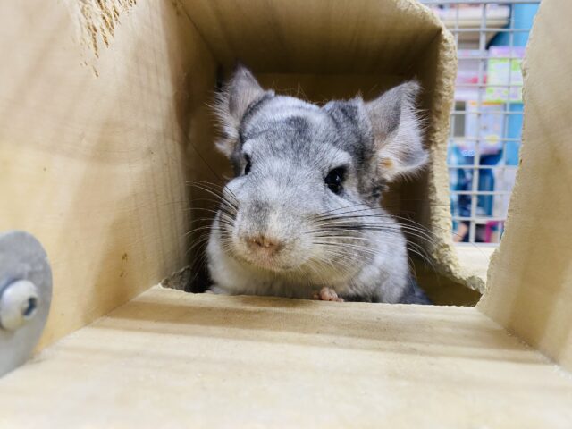 チンチラ
