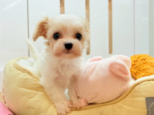 ミックス犬（ハーフ犬）